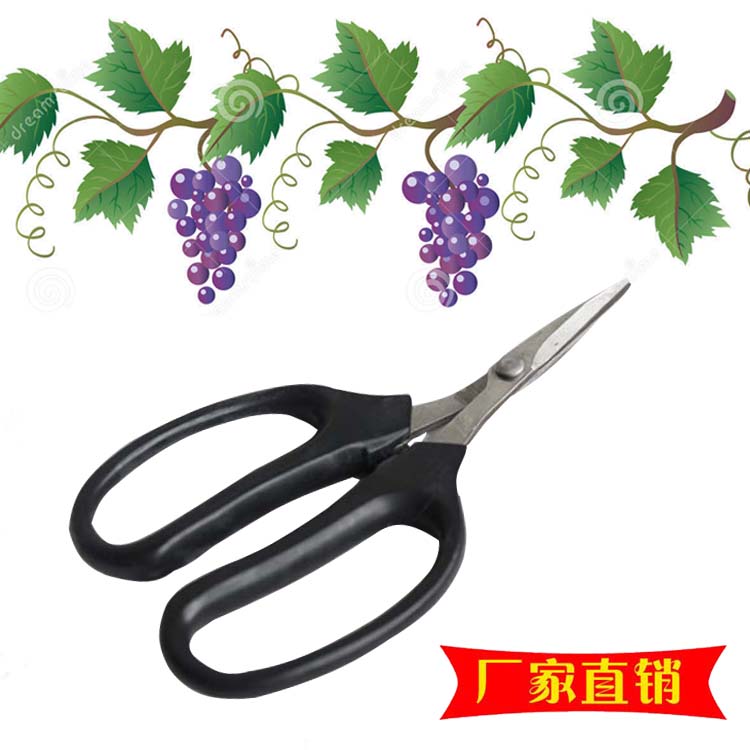 厂家供应特价翘头剪黑色葡萄蔬果剪枝园艺弯头稀果修枝采摘剪刀在类目 居家日用, 家用五金工具, 剪刀/美发剪/园艺剪, 厨房剪刀中 - 来自Buy2taobao.com提供专业的淘宝代购服务