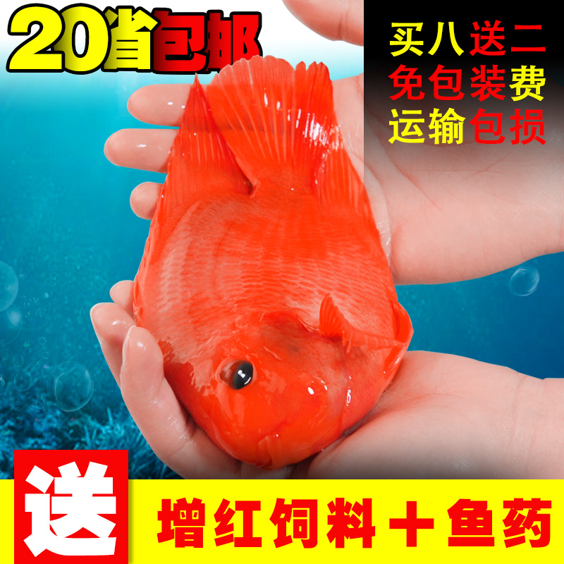Tropical Ornamental Fish Parrot fish Rich fish Yuanbao Red Fortuna Macaw Fry living thing Feng Shui Fishin the Pet/Pet food and supplies , Aqua World , Fish category - from Buy2taobao.com to provide professional Taobao agent buy service