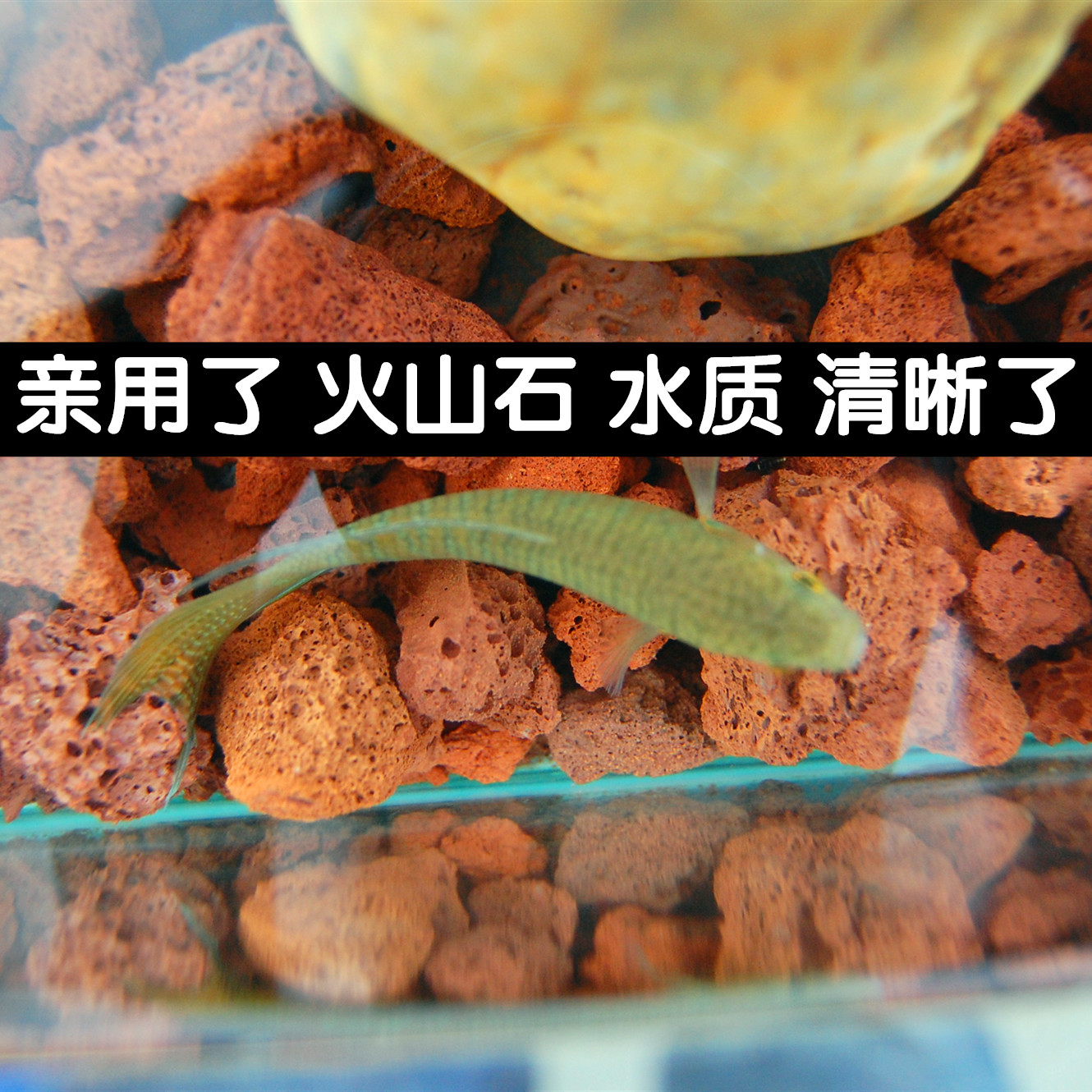 火山石火山岩水族鱼缸滤材过滤水质高效净水增色铺底造景石摆设在类目 宠物/宠物食品及用品, 水族世界, 鱼缸等水族设备, 过滤设备中 - 来自Buy2taobao.com提供专业的淘宝代购服务