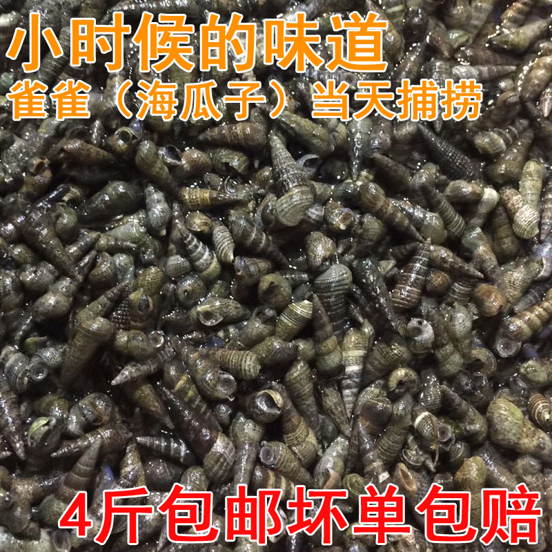 海瓜子小海螺丝鲜活海鲜海抽海瓜子鲜 海螺丝新鲜小海锥螺鲜活在类目 水产肉类/新鲜蔬果/熟食, 海鲜/水产品/制品, 贝类, 贝类制品中 - 来自Buy2taobao.com提供专业的淘宝代购服务