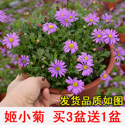 姬小菊盆栽 紫罗兰色开花盆栽 悬挂开花吊兰 小叶全年开花花卉