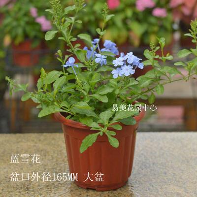 蓝雪花 蓝茉莉 花卉阳台庭院绿植盆栽 花期长 半爬藤 多年生