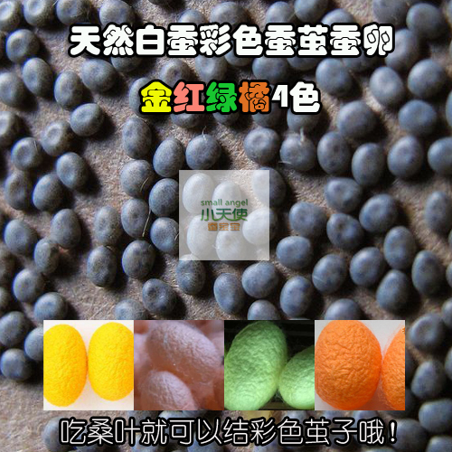 学生天然白蚕彩茧蚕宝宝卵吃桑叶结金红绿橘黄四色茧 买1送3在类目 宠物/宠物食品及用品, 爬虫/鸣虫及其用品, 蚕宝宝中 - 来自Buy2taobao.com提供专业的淘宝代购服务