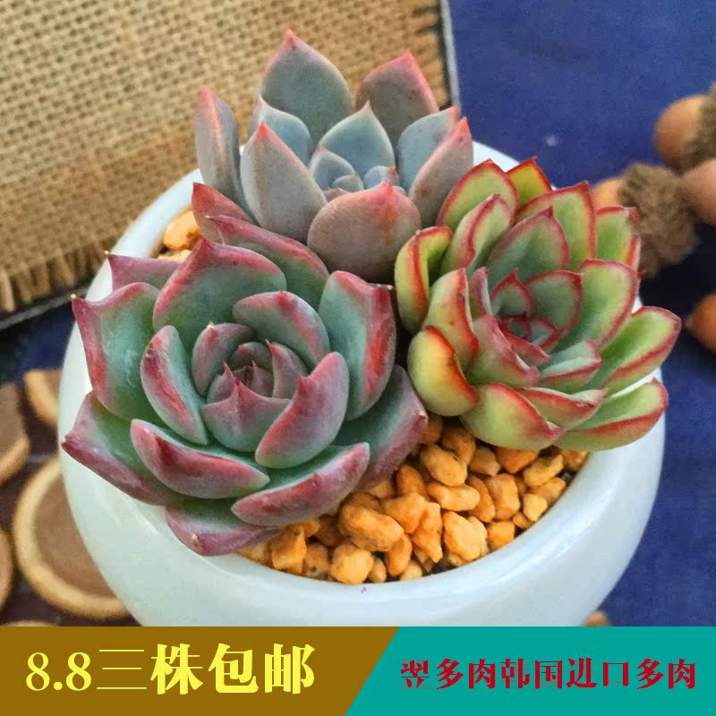 翌多肉韩国进口多肉植物肉肉绿植组合盆栽盆景花卉室内吸甲醛