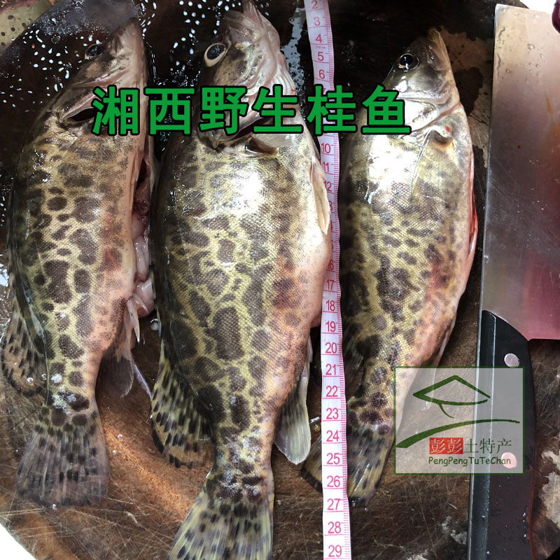 新鲜活体现杀野生鳜鱼斑桂鱼季花鱼虎斑鳜桂鱼淡水熬花鱼 1斤|msdalam kategori daging perikanan/Buah-buahan segar dan sayur-sayuran/dimasak, makanan laut/produk akuatik/produk, ikan air tawar - dari Buy2taobao.com untuk memberikan perkhidmatan ejen Taobao profesional membeli