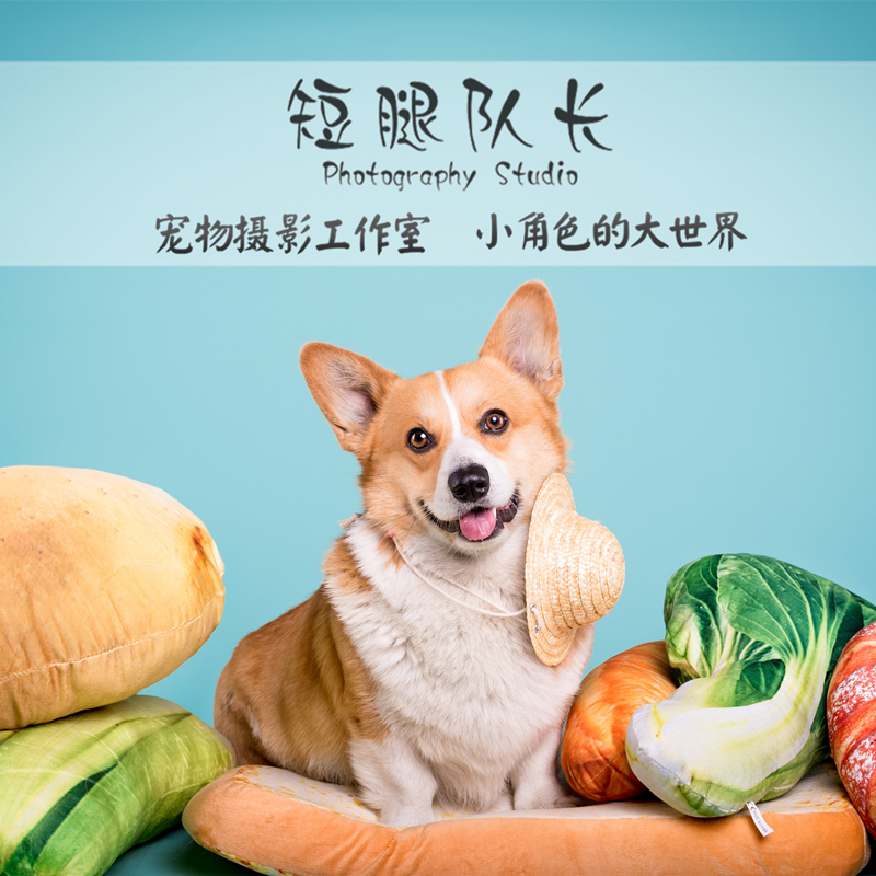 短腿队长重庆宠物摄影 狗狗猫咪艺术照 写真集动物证件照狗证照片在类目 宠物/宠物食品及用品, 宠物生活服务, 宠物摄影中 - 来自Buy2taobao.com提供专业的淘宝代购服务
