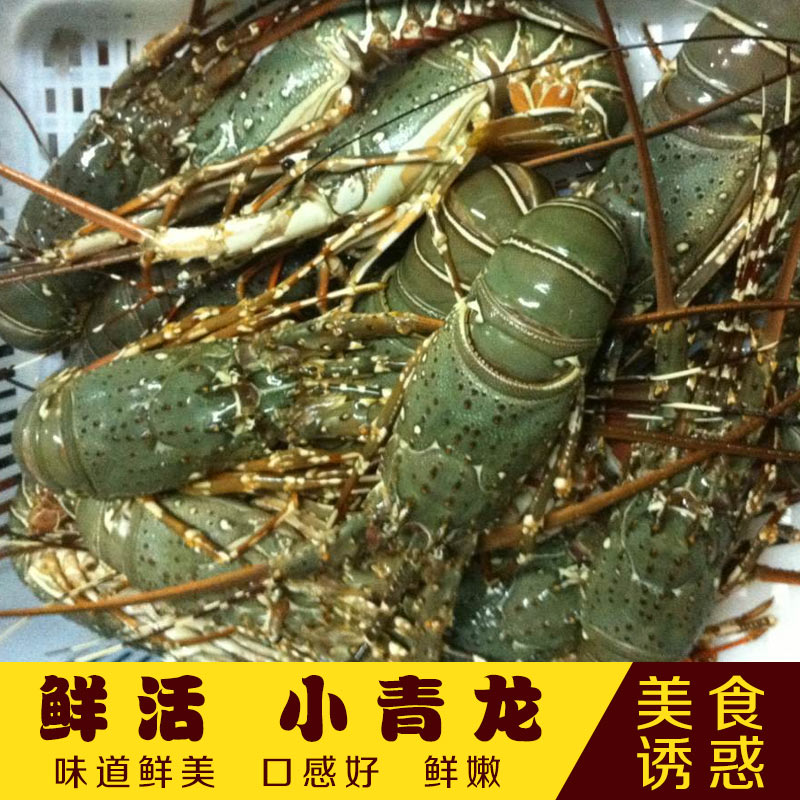 海鲜大王 鲜活进口印尼小青龙2-3只 澳洲大龙虾鲜活水产大虾在类目 水产肉类/新鲜蔬果/熟食, 海鲜/水产品/制品, 虾类, 虾类制品中 - 来自Buy2taobao.com提供专业的淘宝代购服务