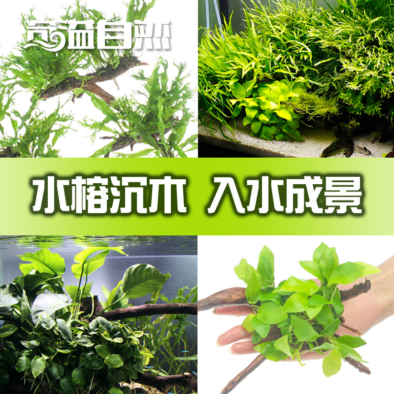 百草园水族馆 小巴榕草 1杯 鱼缸造景水草 鱼缸装饰在类目 宠物/宠物食品及用品, 水族世界, 鱼缸等水族设备, 水草中 - 来自Buy2taobao.com提供专业的淘宝代购服务