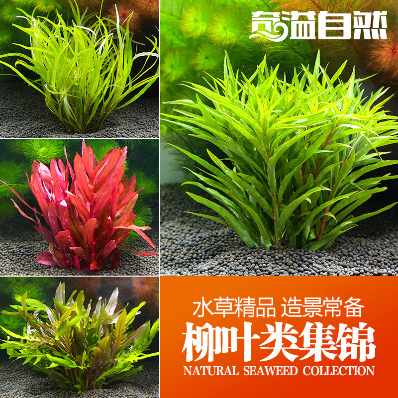 A Collection of Willow Leaves fish tank Landscaping Aquatic herb Aquarium decorate Botany Aquarium living thing Aquatic herb naturalin the Pet/Pet food and supplies , Aqua World , Aquarium fish tanks and other equipment , Aquatic category - from Buy2taobao.com to provide professional Taobao agent buy service