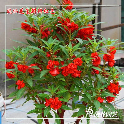 凤仙花指甲草花种子1克小桃红春秋四季播盆栽大花重瓣单瓣茶花易 - 折