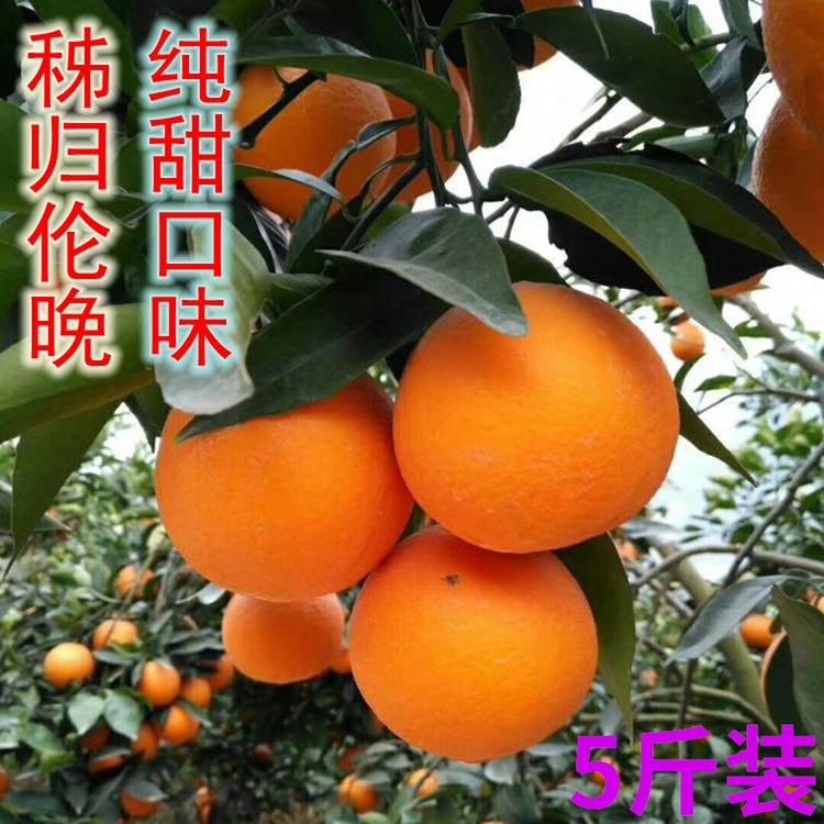 Zigui Navel Orange fresh fruit pk Blood Orange Candy orange Wushan Fengjiein the Aquatic meat/Fresh fruits and vegetables/Cooked , Fresh fruit , Orange category - from Buy2taobao.com to provide professional Taobao agent buy service