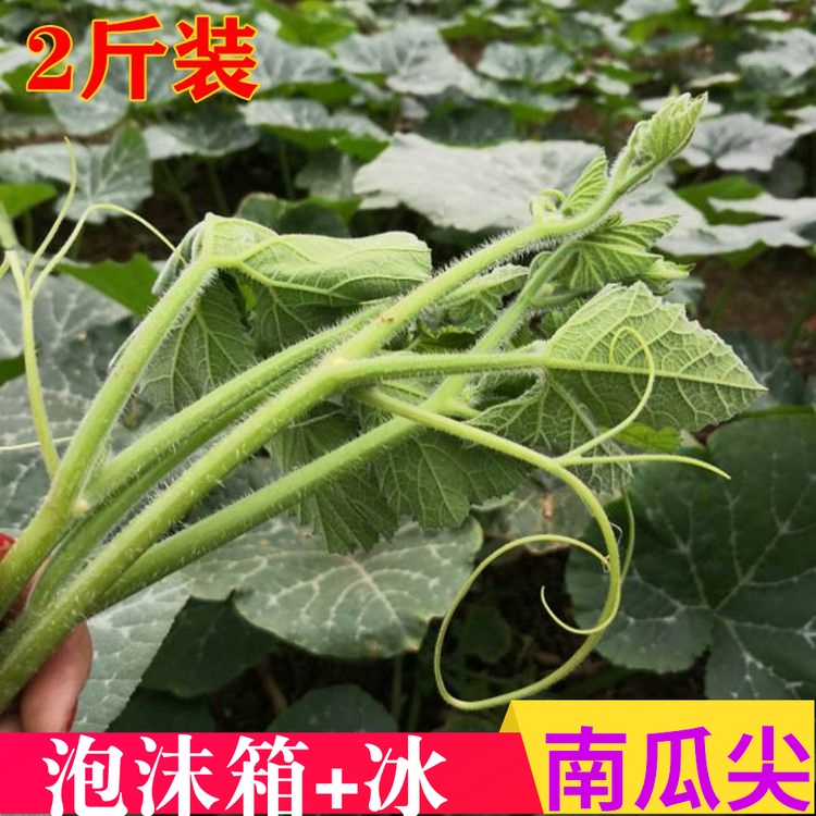 fresh Hubei Pumpkin leaf Pumpkin vine Seedling stalk Vegetables Vegetables Foam box 2in the Aquatic meat/Fresh fruits and vegetables/Cooked , Fresh vegetables/Vegetable products , Fresh vegetables , Other category - from Buy2taobao.com to provide professional Taobao agent buy service