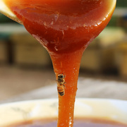纯荞麦蜂蜜天然农家自产原生态成熟蜂巢蜜百花蜂，糖原蜜500g乔麦蜜