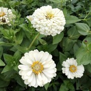 各类白色植物种子易种好活室外四季花种籽子，开白花的花草种子