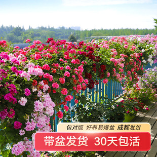 惠惠的花园垂吊天竺葵，花苗重瓣四季带花苞，国王好养阳台花卉盆栽