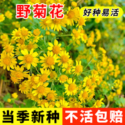 小野菊花种子易爆盆小雏菊，种子开花易活盆栽苗室内外阳台庭院花籽