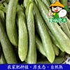 农家青瓜黄瓜有机肥生态种植新鲜蔬菜配送500克广东满88元