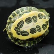 巴西龟宠物龟大小活赏活物厂耳A龟水龟观体乌龟红家外塘红耳