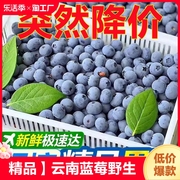 云南蓝莓野生高山蓝莓鲜果，礼盒装当季新鲜水果孕妇水果