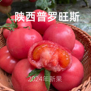 2024年新鲜普罗旺斯西红柿水果新鲜番茄西红柿泾阳西红柿