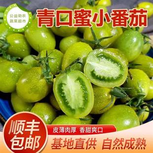 山东潍坊青口蜜小番茄圣女果青色绿色小番茄西红柿现摘现发水果