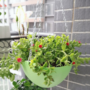 吊篮花盆绿箩盆壁挂式花盆塑料花盆加厚耐用吊兰花盆