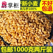2斤农家自产小麦粒磨面做麦酱发麦苗小麦草种子带皮麦子种籽