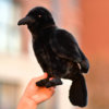 仿真乌鸦 crow Ravens Jackdaw 渡鸦 动物 鸟儿 毛绒玩具公仔玩偶