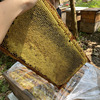 纯正天然百花蜂巢蜜蜂窝，蜜无添加无加工原蜜500克非人工巢