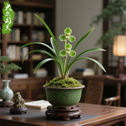 春兰新宋梅兰花苗名贵书房盆栽花卉植物室内兰草国兰浓香细叶
