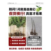 正宗蜂糖李子树苗嫁接种果，树苗早熟南北四季种植盆栽当年结果