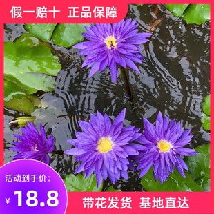 耐寒睡莲带花苞，池塘碗莲花水池水培植物，四季水生植物莲花