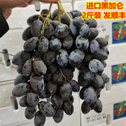 黑加仑黑提新鲜葡萄提子当季时令孕妇水果2斤装广东省内