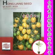 台湾黄玉樱桃番茄种苗子黄色小番茄种子圣女果西红柿种子抗病