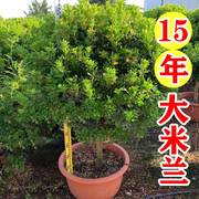 大老桩四季米兰花盆栽花卉，驱蚊绿植浓香，开花带花苞好养庭院植物