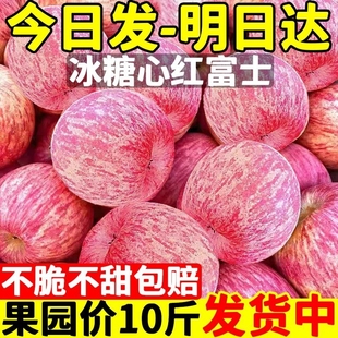 陕西洛川红富士苹果水果新鲜整箱当季脆甜丑平果10冰糖心萍果