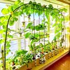 无土栽培黄瓜水培蔬菜家庭室内阳台种菜神器智能箱自动管道式设备