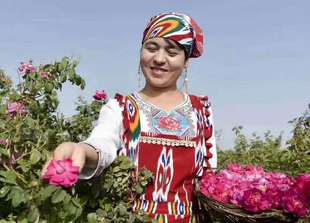 特级新疆和田沙漠，玫瑰花茶大马士革无硫熏干玫瑰，散装500g花蕾