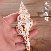 博福天然右旋白海螺(白海螺，)贝壳八宝乐器八供养套装，组合供品供养家居摆件