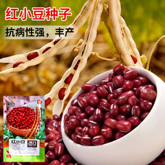 红小豆种子早熟丰产抗病性强