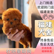 福建犬舍纯种泰迪幼犬红棕白灰色(白灰色)犬活体，宠物狗狗茶杯犬小型犬