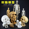 艺用人体骨骼模型树脂人体模型美术手绘素描，静物人物全身骨骼肌肉，绘画解剖人头骨架仿真头骨结构教学医用头颅