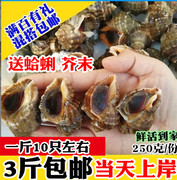 鲜活小海螺大海螺新鲜海螺肉野生海捕贝类连云港海鲜水产