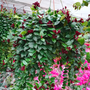 竹南林  口红吊兰 盆栽家庭室内垂吊观花植物中之佳品