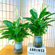 白掌盆栽一帆风顺四季花卉植物，室内花水培白掌绿植，吸甲醛净化空气