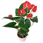 红掌植物白掌一帆风顺i粉掌盆栽鸿运当头平头红室内花卉观叶植物
