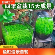 鱼缸小型造景水草种子水草泥生态家用创意鱼缸玻璃瓶水培植物四季