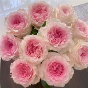 新鲜家用单头玫瑰鲜花束云南基地直发鲜切花O水养室内送人礼物包