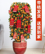 西安同城送礼金桔树盆栽带果室内客厅花卉招财树植物过年好养喜庆