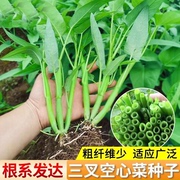三叉空心菜种子种籽孑苗四季菜苗水上种植蔬菜种籽种带根